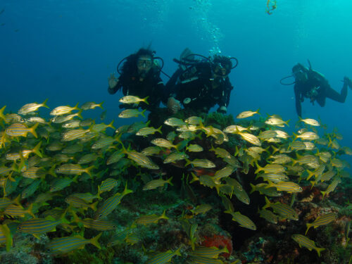 Three scuba divers posing with a school of fish