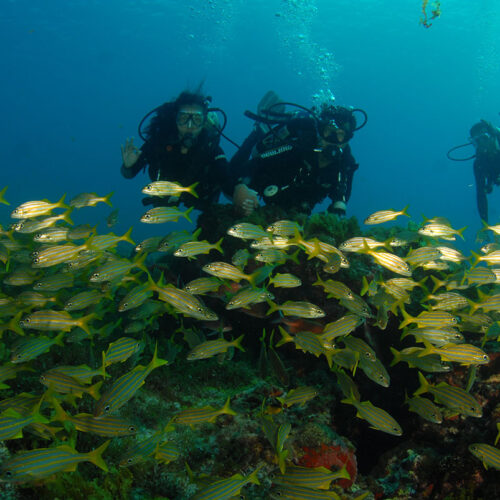 Three scuba divers posing with a school of fish
