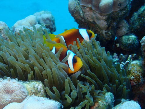 Two clown fish sitting in sea anemone