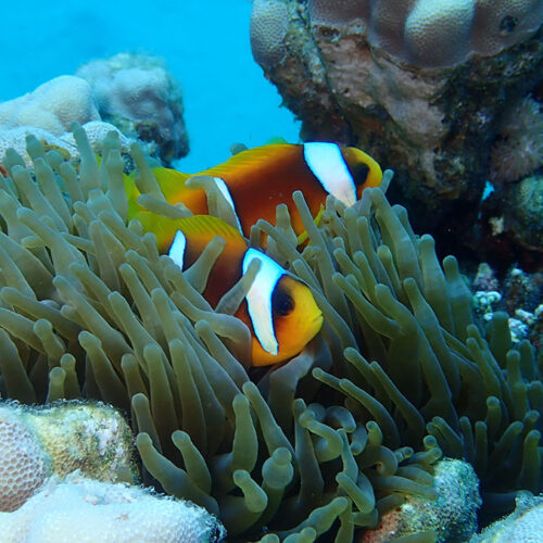 Two clown fish sitting in sea anemone