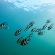 A group of striped fish swimming together