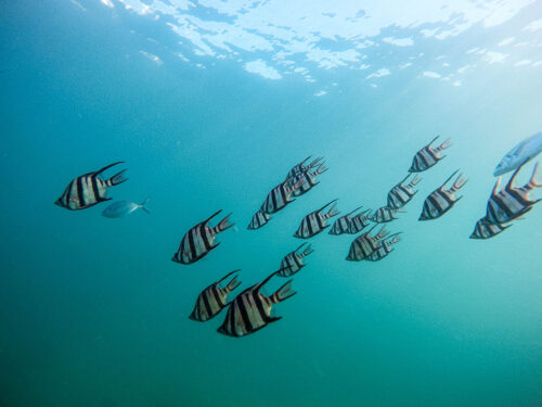 A group of striped fish swimming together