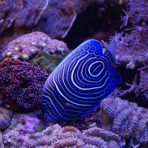 Blue and white striped fish among purple coral