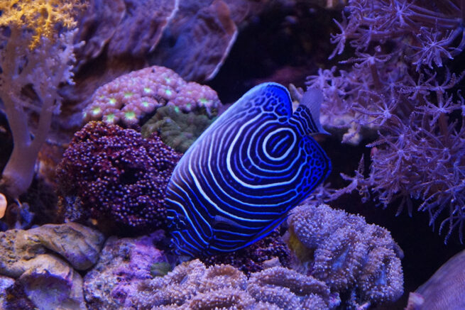 Blue and white striped fish among purple coral