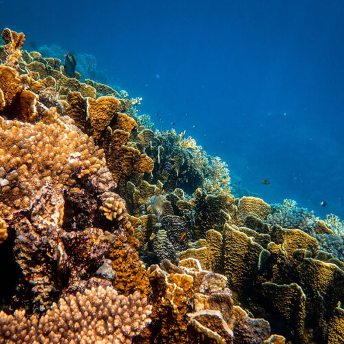 coral underwater