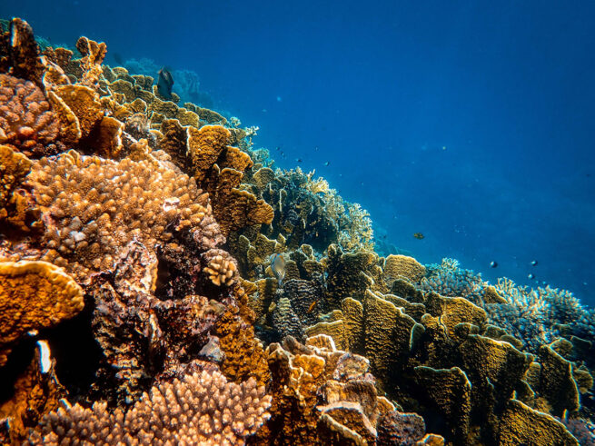 coral underwater