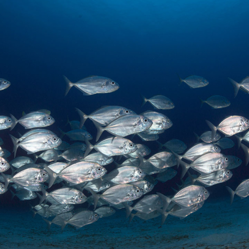 School of silver small fish