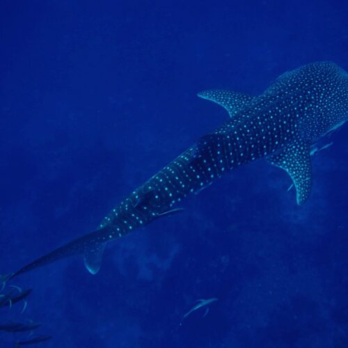 Whale shark swimming