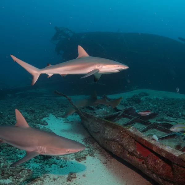 Two sharks exploring a shipwreck